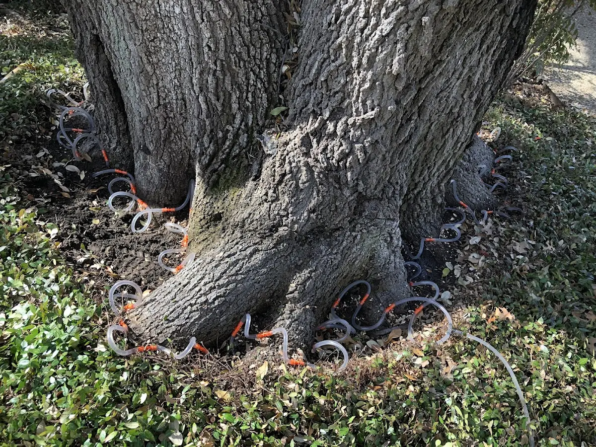 Detailed Tree Cabling and Bracing job site in Westlake