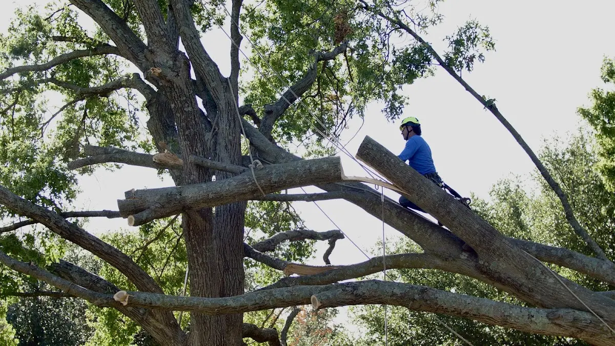 Professional Crown Thinning performed by certified arborists in Westlake