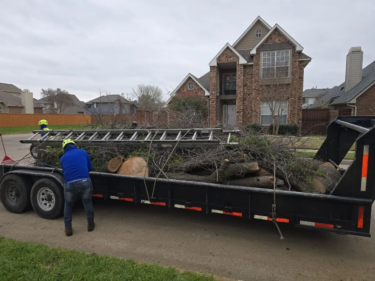 Expert Tree Removal with proper safety equipment in Westlake